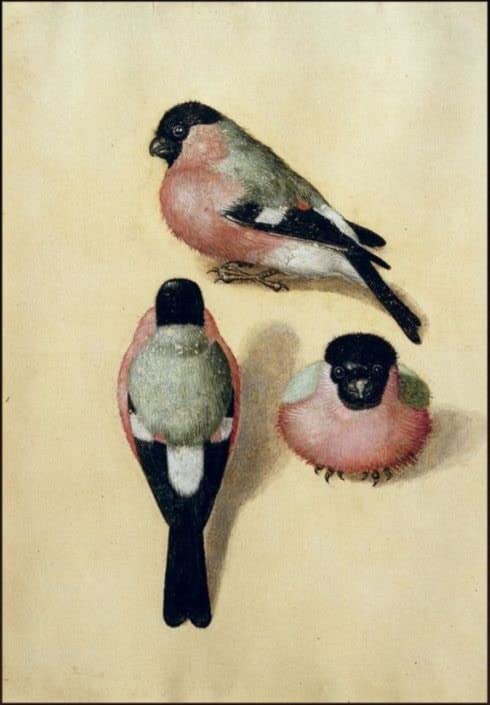 Tableau mural oiseau Dürer pour remplacer un mur vide par une œuvre vintage apaisante