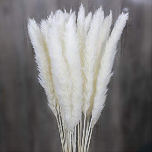 EXQULEG 30 Stück Pampasgras,Natürliche Pampasgras Getrocknet Pampas Gras Blumenstrauß Deko für Hause Wohnzimmer Hotel Hochzeit (Weiß)