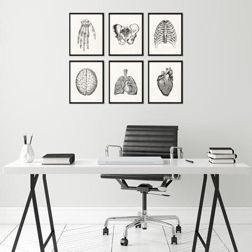 Bigwigprints Bigwig Prints - Anatomy Art, Anatomy Decor, Anatomy Wall Art thumb #3