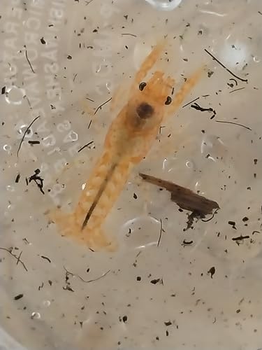 1 Live Pet Orange Dwarf Crayfish Lobster, Cambarellus patzcuarensis, Freshwater, Mexican Orange Dwarf - Great for Aquariums, Small Crayfish - Not Allowed in California or Wisconsin