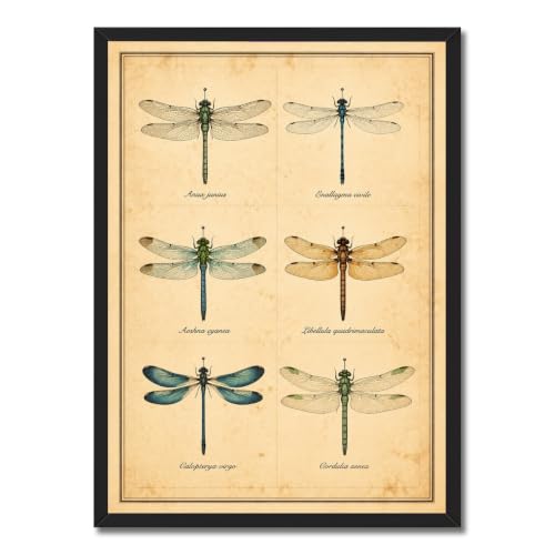 Halloween Dragonfly Wall Art Vintage Black Framed Poster