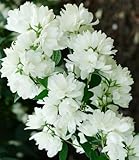 BALDUR Garten 1x Schneeweißer Duft-Jasmin, Pflanze im 1 Liter-Topf, Philadelphus lemoinei, Gartenjasmin, duftend, winterhart, Duft-Jasmin, pflegeleicht, blühend, Blütenstrauch, Sommerjasmin