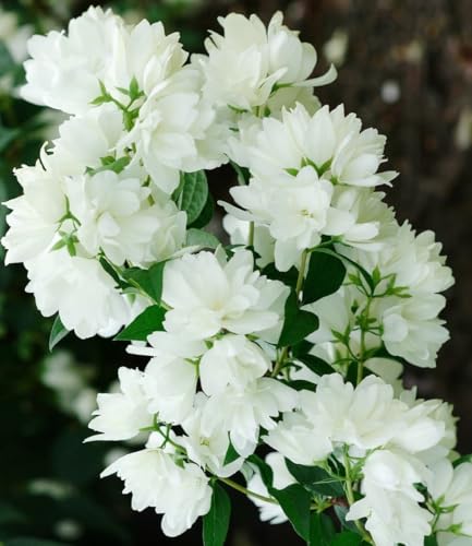 BALDUR Garten 1x Schneeweißer Duft-Jasmin, Pflanze im 1 Liter-Topf, Philadelphus lemoinei, Gartenjasmin, duftend, winterhart, Duft-Jasmin, pflegeleicht, blühend, Blütenstrauch, Sommerjasmin