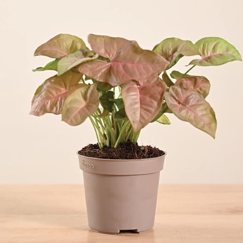 UGAOO Syngonium Pink Neon Live Plant With Grow Pot