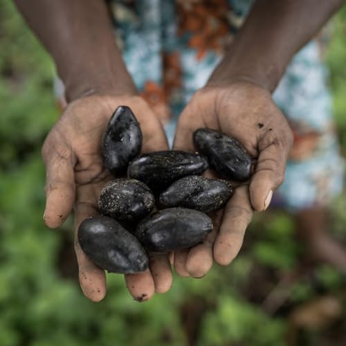 New Guinea, Part 7: Galip nut drives community empowerment and forest conservation Podcast Por  arte de portada