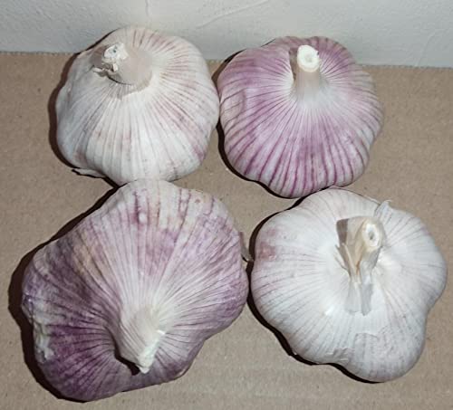 30x Garlic Seeds for Large Cloves - Provence Wight - Best for The UK Grow