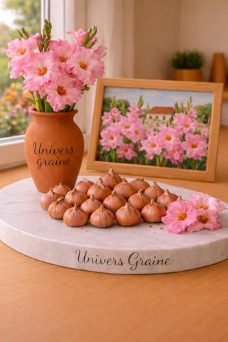 Lot de 20 Bulbes de Glaïeul - ROSE – Gladiolus – Lot de 20 bulbes calibre 8/10 – Floraison élégante et spectaculaire - Fleur Jardin - 497