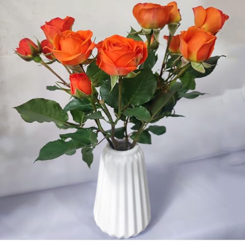 ԕr֑} t[x[Xԕr킨Ȃт傫Ԃт񂩂тԊFukuka VvJr1蕧d тƂԊ핧dpԃr (zCgC)