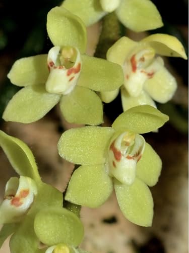 leafless orchid chiloschista segawai pale green or yellow flowers