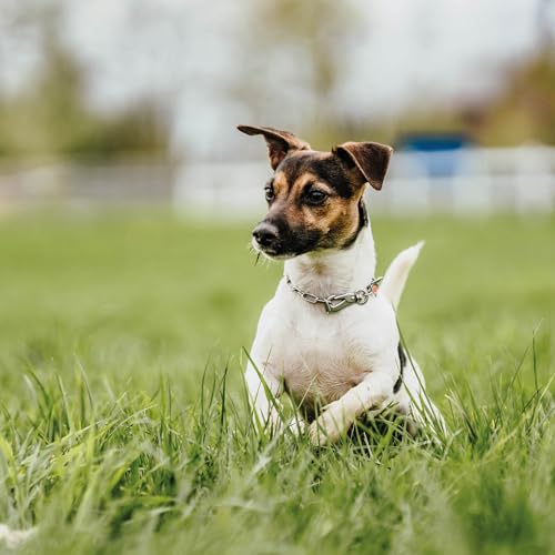 Herm. Sprenger Verstellbare Hundehalskette – Edelstahl, rostfrei, 2,0 mm – Mit Sprenger-Haken, langlebig & sicher für Training & Alltag (30 cm)
