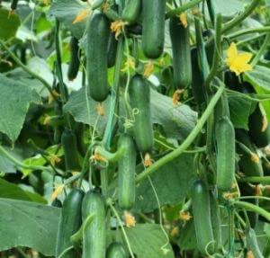 Cucumber Kheera Seed Grow At Home Seed For Planting- 215