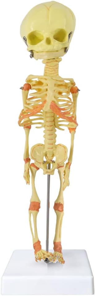 EVOTECH SCIENTIFIC Human Fetus Skeleton, Single Head Human Newborn Baby Skeleton Model for Display Study Teaching and Medical Anatomy Learning, Students Learning Education Display Tool
