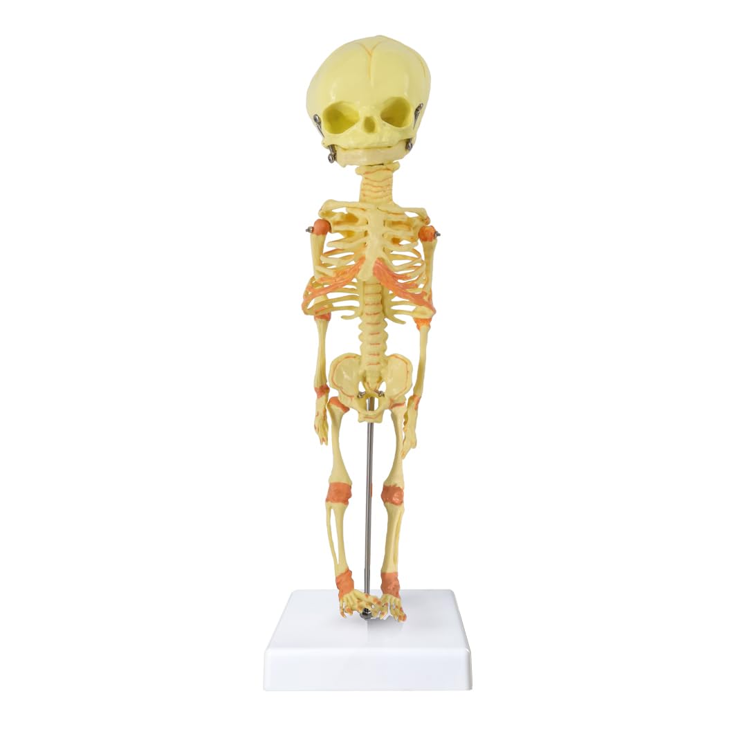 Amazon.com: EVOTECH SCIENTIFIC Human Fetus Skeleton, Single Head