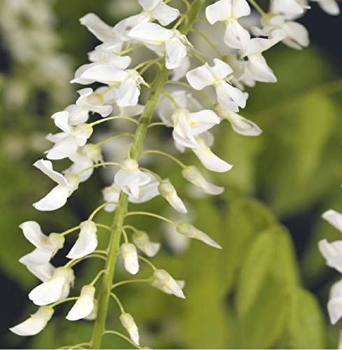 Wisteria floribunda Alba 70-80 cm - weißer japanischer Blauregen | duftende weiße Blütentrauben, sonniger Standort, winterhart, kletterfreudig, ideal für Pergola und Rankgerüst
