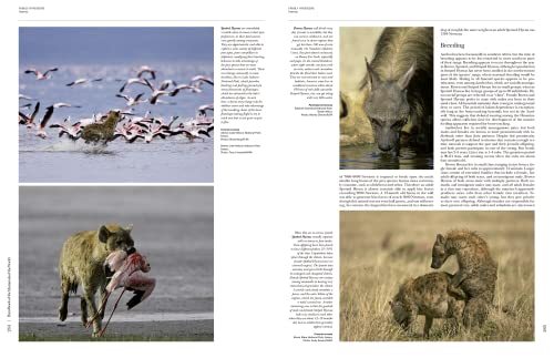 Handbook of Mammals of the World, Vol. 1: Carnivores - Image 7