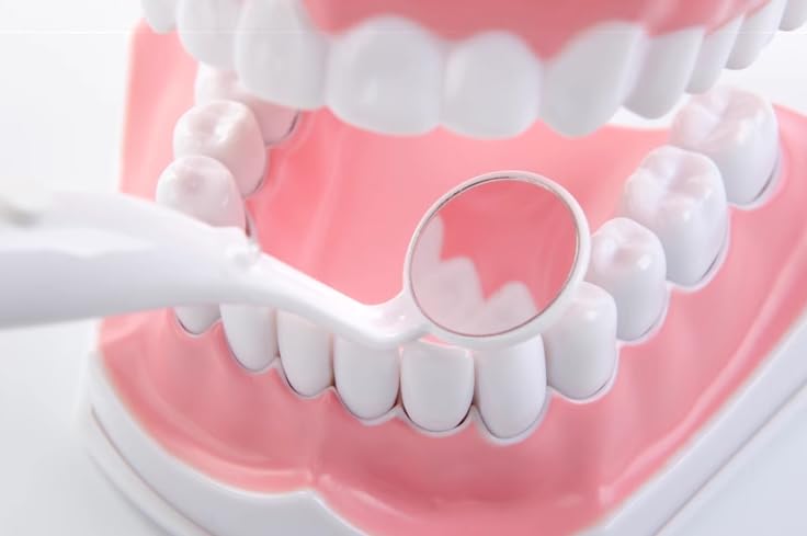 Vellichor Professioneller Zahnarzt-Spiegel mit Licht für orale Zähne, selbstzahnärztliche Inspektion | Überprüfen Sie Hohlräume, Plaque und Schäden an Ihrem Zahn, mit Tragetasche, extra helle LED – Bild 5