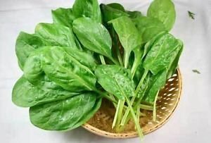 Indian Gardening Creative Farmer Indian Gardening Palak Indian Spinach Seeds (50 Seeds) (B00IRZHGFW) Amazon Price History, Amazon Price Tracker