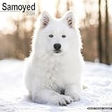 Samoyed 2026 Calendar | Square Wall Calendar | Dog Breed Gift | Plastic Free Packaging | by Avonside Publishing