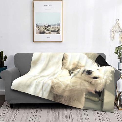 Couverture de lit EdWal caniche pour des soirées cocooning douillettes
