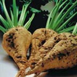 Beet Sugar Great Heirloom Vegetable Seeds by Seed Kingdom Bulk 5 Lb Seeds