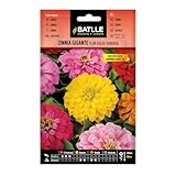 Semillas Batlle - Zinnia GIGANTE flor DALIA vda