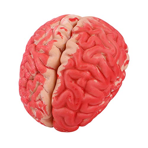 Modelli di cervelli umani finti, modello di cervello finto, parti del corpo finte per Halloween, accessorio orrorifico per Halloween, per la decorazione della casa infestata