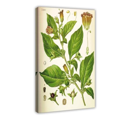 Impression sur toile Atropa Belladonna Hermann Adolph Köhler œuvre d'art avec cadre premium