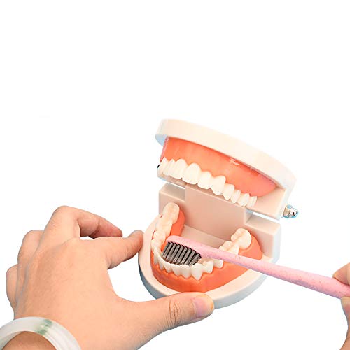 Standard Teeth Model, YOUYA DENTAL Kids Dental Teaching Study Supplies Adult Standard Typodont Demonstration Teeth Model(Without Wisdom Teeth) - Thumbnail 6