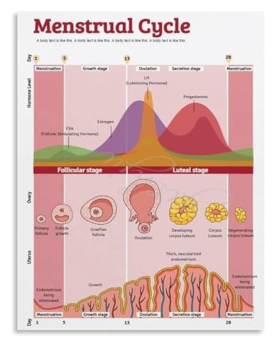 Poster Cycle Féminin Guide des Phases Hormonales Tableau Encadré Déco Murale 20x30cm