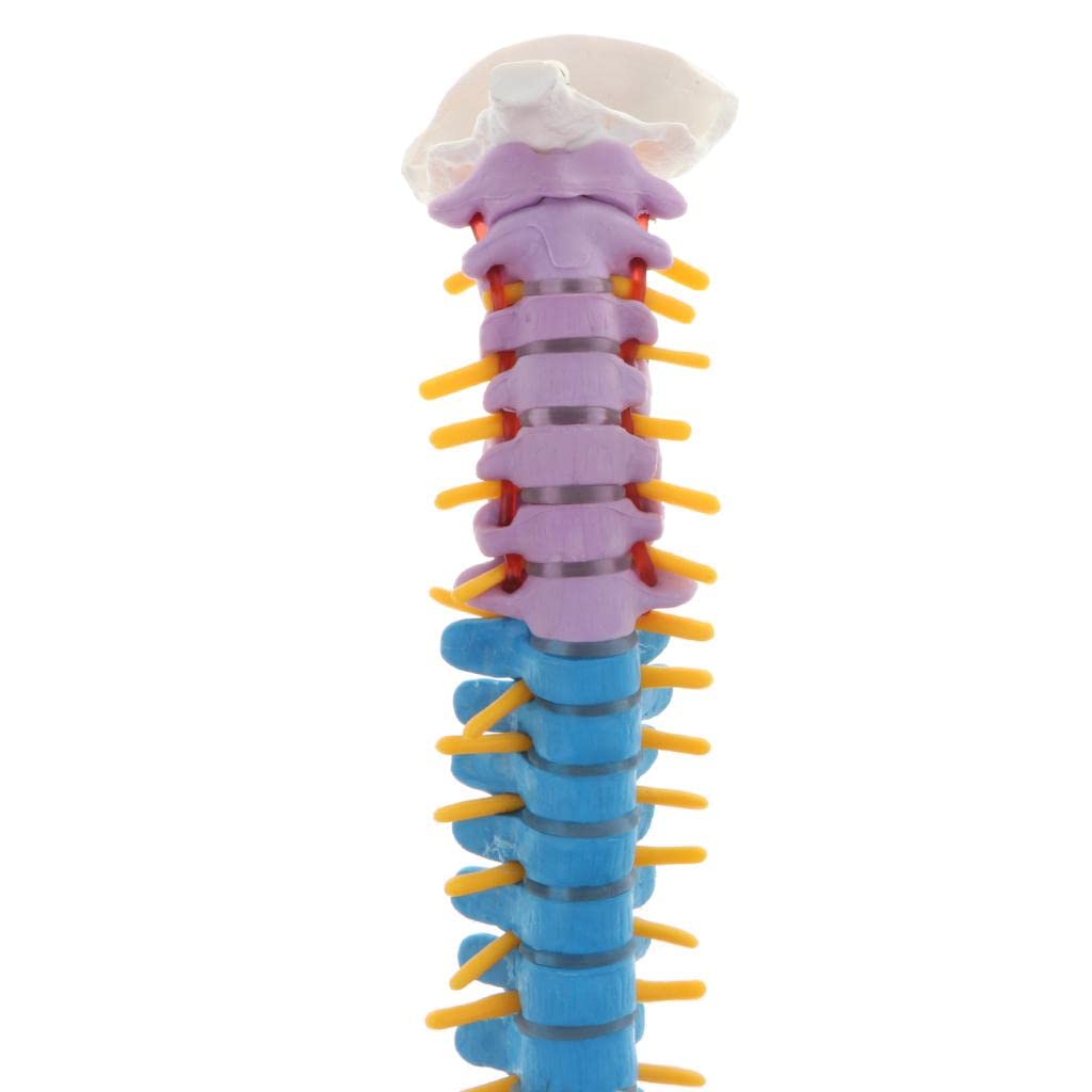 Modello Colonna Vertebrale Umana con Dischi Intervertebrali Riproduzione Anatomica Flessibile in PVC Forniture Didattiche per Studenti Attivit,