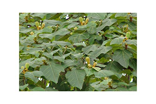 Balsa Wood 10 Tree Seeds Snow White Flowers = Bonsai Ornamental =Ochroma Lagopus #TOP22