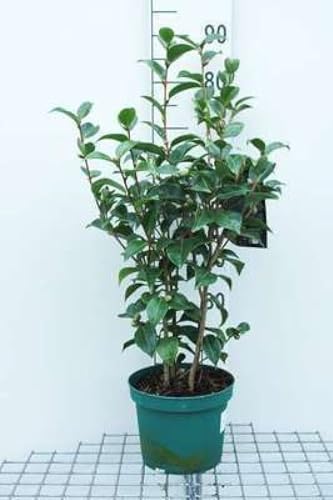 Camellia japonica rood-rouge - Camellia japonica rood-rouge 60-80 cm en pot
