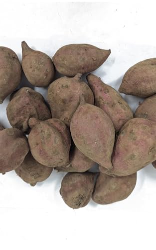 ベジタブルハート 無農薬栽培 安納芋 3kg前後 あんのういも さつま芋