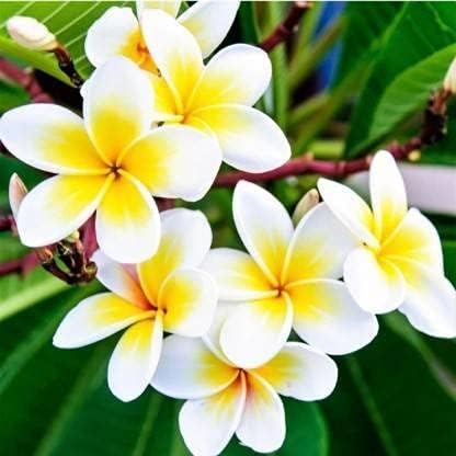 SKYCOM Plumeria Plant (Hybrid, Pack of 1)