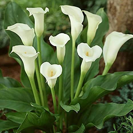 Imported Rare Variety White Calla Lily Zantedeschia Big Size Flower Bulbs Easy Growing For Summer Season Gardening In Home And Garden Pack Of 1 Flower Bulbs