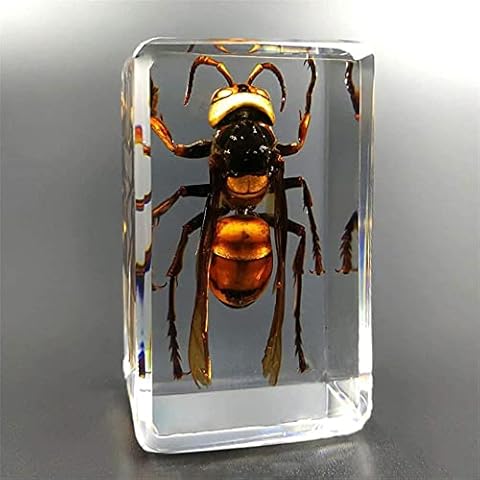 YANHAIDIDAI Insect Resin Real Asian Giant Hornet Insect Paperweight Taxidermy Specimen Kindergarten Teaching Scorpion Spider Beetle Cover