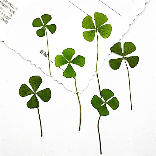Flores secas prensadas naturales trébol de 4 hojas 24 pcs miniatura 3