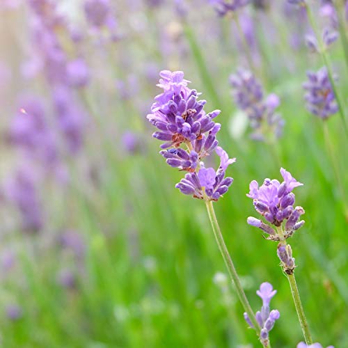 Humphreys Calm Clarify Witch Hazel + Lavender Organic Toner Fl Oz, 8 Ounce (Pack Of 1) #TOP5