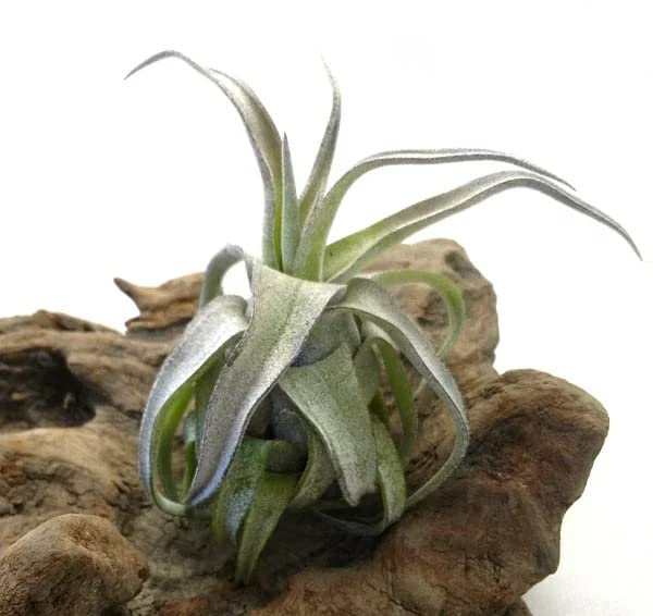 Amazon.co.jp: ストレプトフィラ【8～10cm前後】エアプランツ