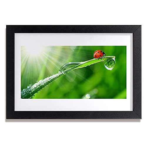 Affiche encadrée herbe nature Tulup 30x20 cm pour décoration murale
