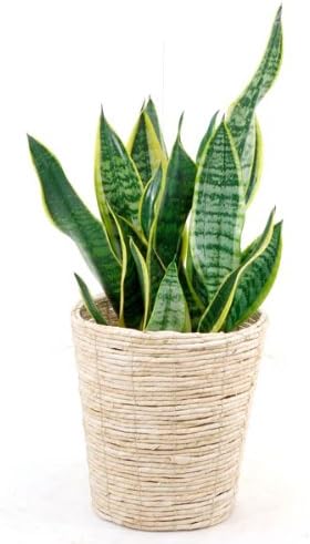Amazon 観葉植物 本物 サンスベリア ローレンティー 6号鉢 ホワイト鉢カバー付 観葉植物 オンライン通販