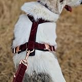 EDEL&SCHNELL Whippet Galgo Greyhound Windhund Hundegeschirr dunkelrot Größe S Geschirr für kleine Hunde aus Samt mit Leine