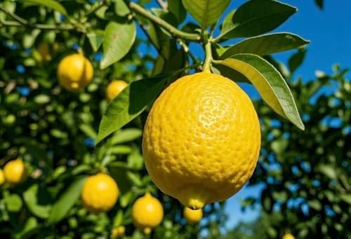 Fragrant Lemon Tree Sapling – 1 Live Plant, 13–17 Inch Tall, Yellow Fruit, Fast-Growing Citrus for Home, Office & Balcony Decor - 4