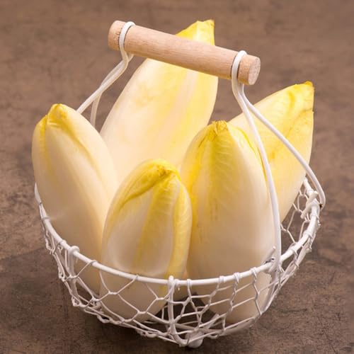 semi di cicoria, orto, aiuola rialzata di radicchio resistenti, giardino roccioso resistenti, aiuole rialzate per giardino, sementi 60pcs