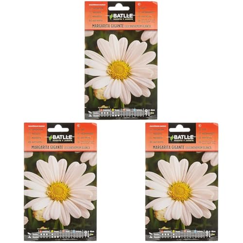 Marguerite Blanche LEUCANTENUM (Lot de 3)