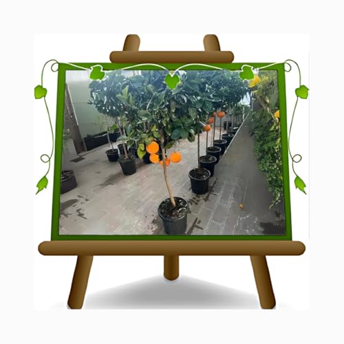 EURO PLANTS VIVAI Agrumes Orange Navelina Plante à Partir De Fruit Hauteur: 150 cm pot : 26 cm