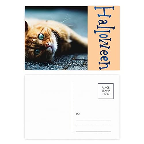 Cartes postales d'Halloween chat aux yeux bleus : lot de 20 pour éviter les oublis