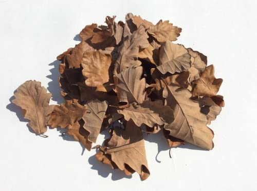 M&S Reptilien Eichenlaub/Eichenblätter braun getrocknet, 100 Stück (Futter/Dekoblätter) M&S Reptilien Eichenlaub/Eichenblätter braun getrocknet, 100 Stück (Futter/Dekoblätter)