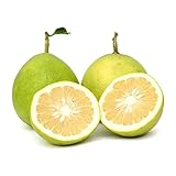 QAUZUY GARDEN 20 Premium Pomelo (Pumelo Pommelo) Seeds for Planting | Tasty & High Yield Organic Non-GMO Heirloom Fruit Seeds for Planting Garden Home Outdoor