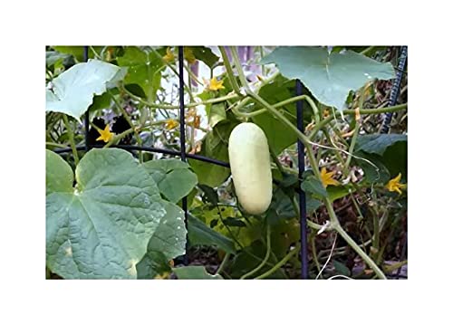 Pcs - 10x Cucumis Sativus Blanc/Blanche Concombre Légumes Jardin Plantes - Graines ID293 - Seeds & Plants Shop by Ipsa